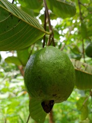 lime on tree