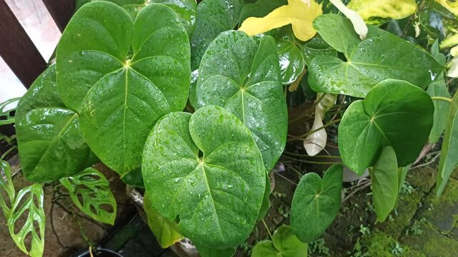 Homalomena plant with lush, heart-shaped green leaves thrives in a shaded garden corner, perfect for adding a tropical touch indoors or outdoors