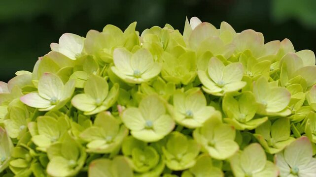 Light green hydrangea macrophylla blossoming in summer garden