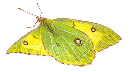 Yellow green butterfly with patterned wings isolated on white background
