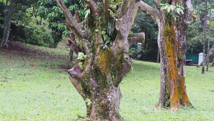 Large old oak tree with green foliage in a sunny summer park