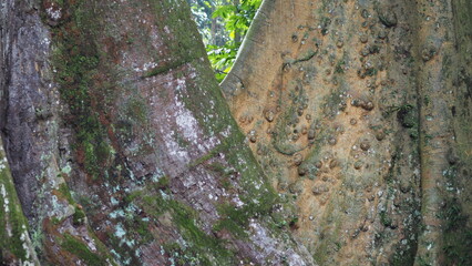 Green moss and lichen grow on an old tree trunk in a natural forest landscape
