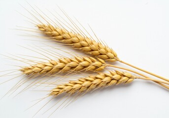 Three golden wheat ears isolated on white background