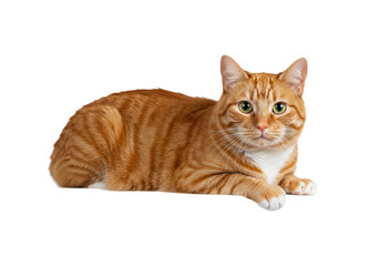 Obraz premium Adult orange ginger tabby cat with bright emerald green eyes and white bib, lying relaxed on an edge, calm gaze at camera against transparent studio background, diffused high-key light, no shadows,