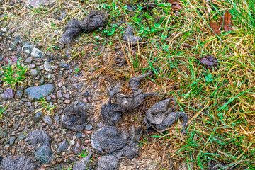 Wolf excrement lying on the ground