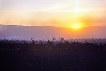 Reindeers running in the midnight sun at the north of Sweden