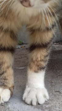 Adorable cat with unique fur colors and a cute face&mdash;perfect for pet lovers, photography, and bringing smiles on social media