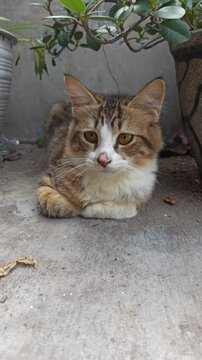 Adorable cat with unique fur colors and a cute face&mdash;perfect for pet lovers, photography, and bringing smiles on social media