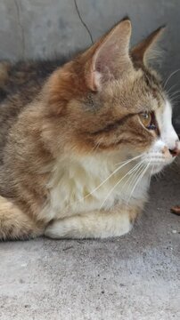 Adorable cat with unique fur colors and a cute face&mdash;perfect for pet lovers, photography, and bringing smiles on social media