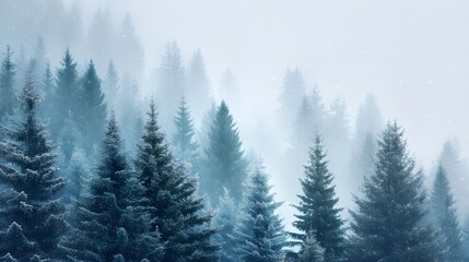 Fototapeta premium Snowy pine trees with soft snowfall in a quiet winter forest