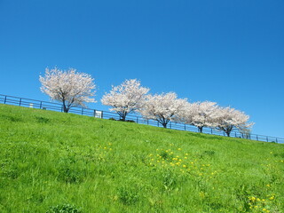 春の江戸川土手に咲く満開の桜並木風景