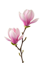 Two delicate, light pink magnolia blossoms with intricate texture and gradient hues on a slender dark brown twig with green buds, against a pristine transparent background with copy space, concept of