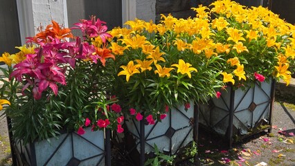 flowers in the garden