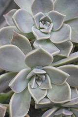 close up background of succulents