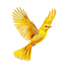 Obraz premium PNG Realistic Vibrant Yellow Bird in Flight on Transparent Background for Wildlife and Ornithology Designs