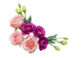 Elegant floral arrangement with soft pink roses, vibrant fuchsia eustoma, and green flower buds, on a transparent background with bright studio light and ample copy space, evoking pristine natural