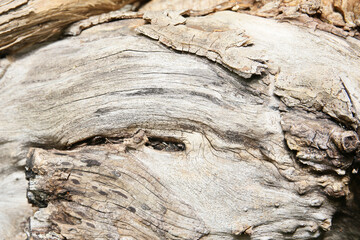 close up texture background of old damaged tree