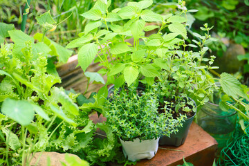 planting herbs in a kitchen garden