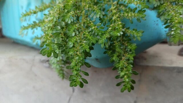 Pilea microphylla is a low-growing plant with tiny leaves and a moss-like look&mdash;perfect for ground cover or decorative pots