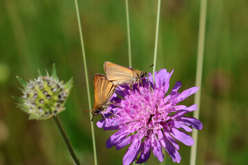 duo de papillon orangé