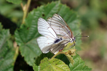 2 papillons blanc batifolant