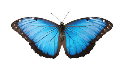 Bright blue morpho butterfly with symmetrical open wings isolated on white background, detailed tropical insect, watercolor-style illustration Png