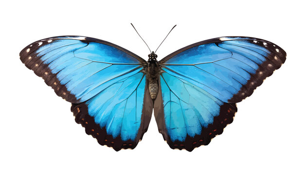Vibrant blue morpho butterfly with open wings isolated on transparent background, detailed close-up of tropical insect, watercolor-style illustration Png