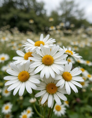 Fototapeta premium a bunch of beautiful chamomile flowers