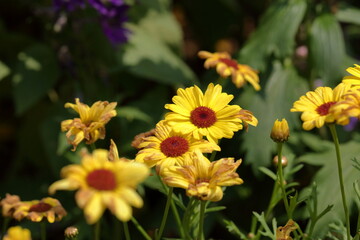 Garden Color Grid: Blossoms from Every Season