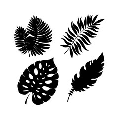 Monstera leaves and jungle foliage tropical plants botanical illustration