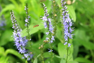 Garden Color Grid: Blossoms from Every Season