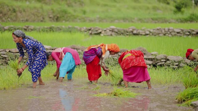 Men and women farmers working together in muddy rice fields, manually placing rice saplings row by row, 4k video