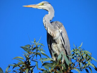 Juvenile Grey Heron Sitting in Tree Close-up