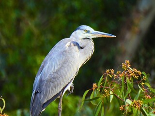 Grey Heron Sitting on One Foot