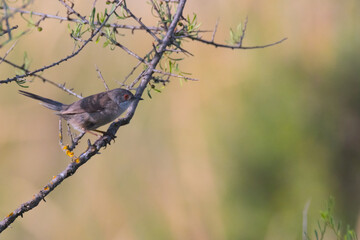 Sardinian warbler, Curruca melanocephala, Mediterranean