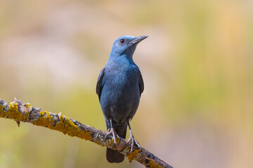 Bird male blue rock thrush, Monticola solitarius
