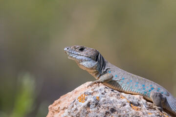 Timon nevadensis, Sierra Nevada Ocellated Lizard