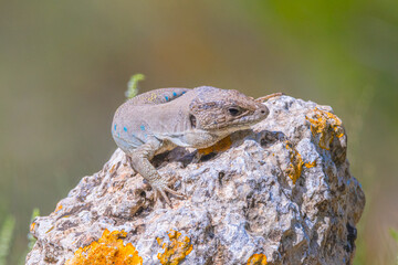 Timon nevadensis, Sierra Nevada Ocellated Lizard