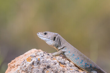 Timon nevadensis, Sierra Nevada Ocellated Lizard