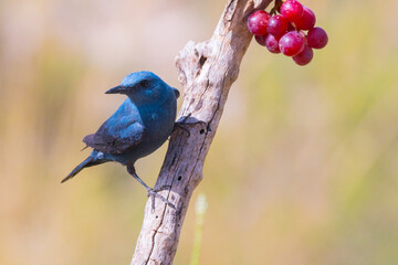 Bird male blue rock thrush, Monticola solitarius