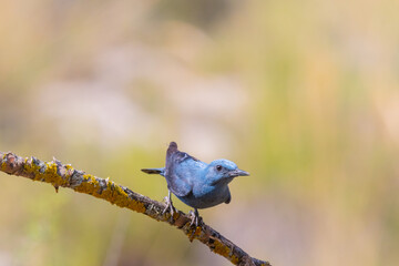 Bird male blue rock thrush, Monticola solitarius