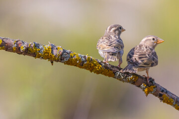 Two birds of the Rock Sparrow species, Petronia petronia