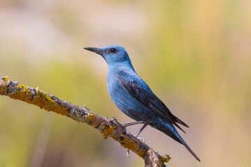 Bird male blue rock thrush, Monticola solitarius
