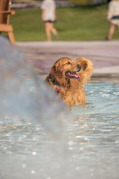 Golden retriever joyfully standing in shallow water at water park