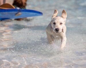Light-colored puppy splashes forward through shallow clear water