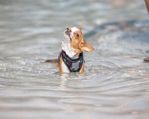 Small dog shakes off water while standing in a shallow pool
