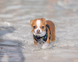 Small chihuahua walks through shallow water with serious expression