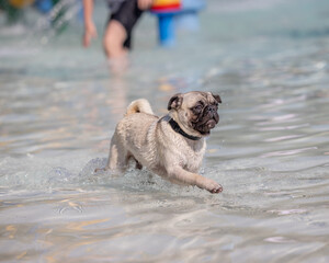 Pug splashing through shallow water at a splash park