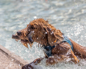 Wet retriever emerges from water holding toy in its mouth