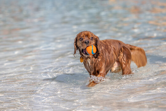 Wet Cavalier King Charles Spaniel in water